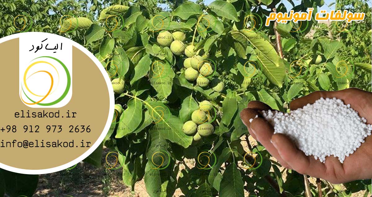 بازار بزرگ سولفات آمونیوم درخت گردو|افزایش باردهی