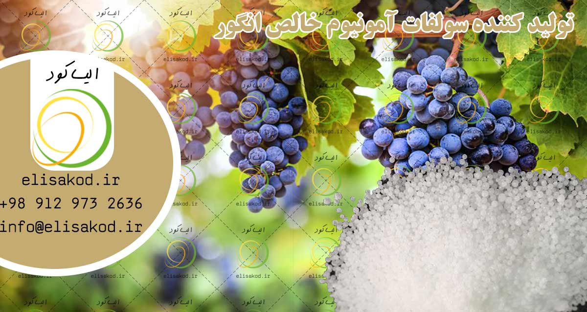 سولفات آمونیوم انگور پتروشیمی ارومیه | افزایش محصول و کیفیت | قیمت مناسب