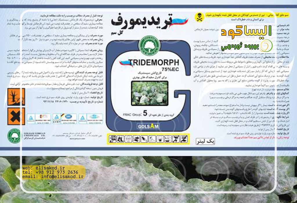 بازرگانی-تریدیمورف