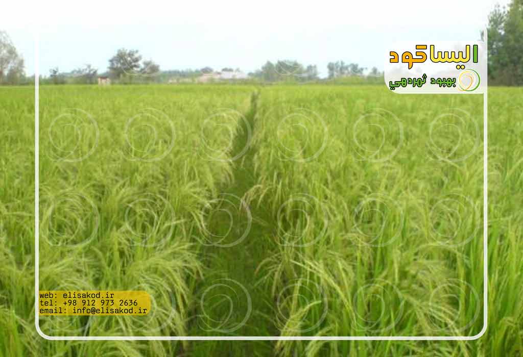 کاربرد تری سیکلازول